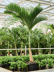 Tropical Dwarf Betel Nut Palm Areca catechu dwarf (450-525) Tall Indoor House Plants Trees