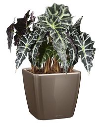 Alocasia Polly in LECHUZA QUADRO LS Self-watering Planter, Total Height 70 cm