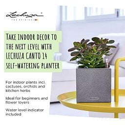 LECHUZA CANTO Stone Low Square Poly Resin Self-watering Planter Set