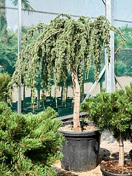 Lush Atlas Сedar Cedrus atlantica 'Glauca Pendula' Outdoor Plants