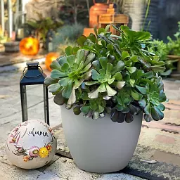 IDEALIST Lite Contemporary Light Concrete Egg Planter