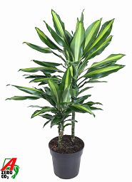 Colorful Corn Plant Dracaena fragrans 'Cintho' Indoor House Plants