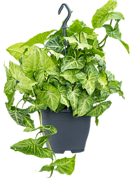 Cheerful Arrowhead Vine Syngonium 'White Butterfly' Indoor House Plants