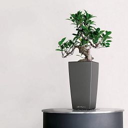 LECHUZA CUBI Square Poly Resin Indoor Self-watering Planter