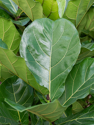 Lush Fiddle Leaf Fig Ficus lyrata Indoor House Plants