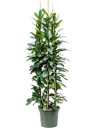 Lush African Fig Ficus cyathistipula Indoor House Plants