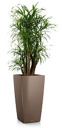 Dracaena Reflexa Anita in LECHUZA CUBICO Self-watering Planter, Total Height 140 cm