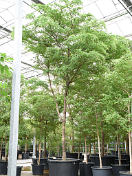Tropical Black Olive Tree Bucida buceras 'Shady Lady' (800-900)