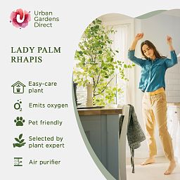 Elegant Lady Palm Rhapis humilis (190-210) Tall Indoor House Plants Trees