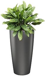 Aglaonema Stripes in LECHUZA RONDO Self-watering Planter, Total Height 80 cm