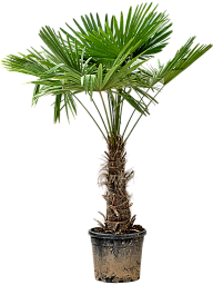 Windmill Palm Tree Trachycarpus fortunei (300-350)