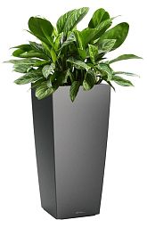 Aglaonema Stripes in LECHUZA CUBICO Self-watering Planter, Total Height 125 cm
