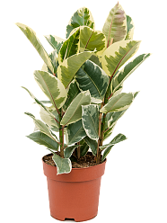 Lush Rubber Plant Ficus elastica 'Tineke' Indoor House Plants