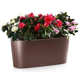 Blooming Azalea in LECHUZA DELTA Self-watering Planter, Total Height 40 cm