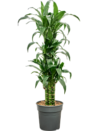 Dracaena deremensis 'Black beauty'