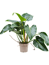Lush Heart-Leaf Philodendron 'Green Beauty' Indoor House Plants