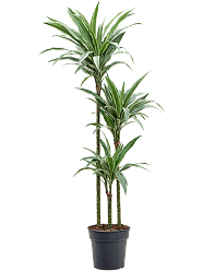 Insta-friendly Dracaena deremensis 'Warneckei' Tall Indoor House Plants Trees