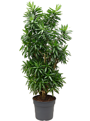 Fabulous Pleomele (Dracaena) reflexa 'Song of Jamaica' Tall Indoor House Plants Trees