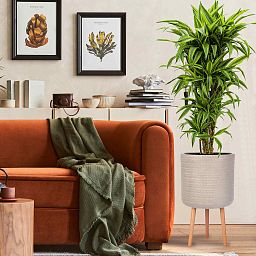 IDEALIST Lite Plaited Style Cylinder Planter on Legs, Round Pot Plant Stand Indoor