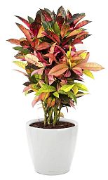 Codiaeum Mix in LECHUZA CLASSICO LS Self-watering Planter, Total Height 75 cm