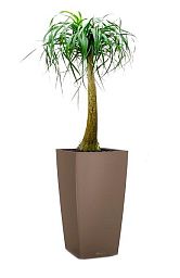 Nolina in LECHUZA CUBICO Color Self-watering Planter, Total Height 120 cm