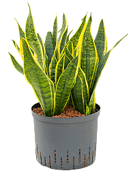 Easy-Care Snake Plant Sansevieria trifasciata 'Futura Superba' Indoor House Plants