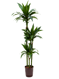 Impressive Corn Plant Dracaena fragrans 'Janet Craig' Tall Indoor House Plants Trees