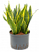 Easy-Care Snake Plant Sansevieria trifasciata 'Futura Superba' Indoor House Plants