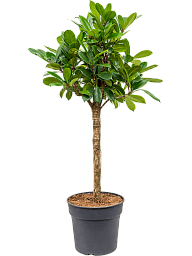 Lush African Fig Ficus cyathistipula Indoor House Plants