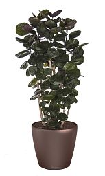 Polyscias Scutellaria in LECHUZA CLASSICO LS 43 Self-watering Planter, Total Height 160 cm