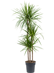 Showy Madagascar Dragon Tree Dracaena marginata Tall Indoor House Plants Trees