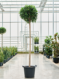 Lush Weeping Fig Ficus microcarpa ‘Nitida’ Tall Indoor House Plants Trees