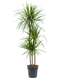 Showy Madagascar Dragon Tree Dracaena marginata Tall Indoor House Plants Trees