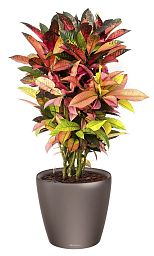 Codiaeum Mix in LECHUZA CLASSICO LS Self-watering Planter, Total Height 75 cm