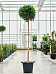Lush Weeping Fig Ficus microcarpa ‘Nitida’ Tall Indoor House Plants Trees
