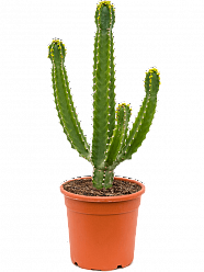 Euphorbia trigona spp.