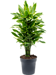 Insta-friendly Corn Plant Dracaena fragrans 'Golden Coast' Tall Indoor House Plants Trees