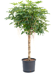 Easy-Care Umbrella Tree Schefflera arboricola 'Compacta' Tall Indoor House Plants Trees