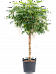 Easy-Care Umbrella Tree Schefflera arboricola 'Compacta' Tall Indoor House Plants Trees