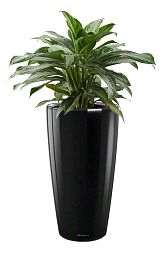 Aglaonema Cleopatra in LECHUZA RONDO Self-watering Planter, Total Height 130 cm