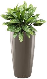 Aglaonema Stripes in LECHUZA RONDO Self-watering Planter, Total Height 80 cm