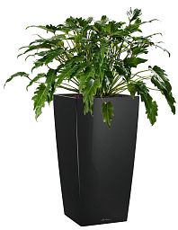 Philodendron Xanadu in LECHUZA CUBICO Self-watering Planter, Total Height 100 cm