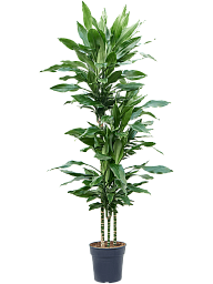 Vibrant Corn Plant Dracaena fragrans 'Burundii' Tall Indoor House Plants Trees