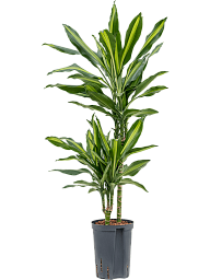 Colorful Corn Plant Dracaena fragrans 'Cintho' Indoor House Plants