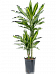 Colorful Corn Plant Dracaena fragrans 'Cintho' Indoor House Plants