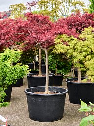 Acer pal. diss. 'Stella Rossa'