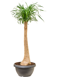 Tropical Ponytail Palm Beaucarnea recurvata Tall Indoor House Plants Trees