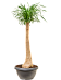Tropical Ponytail Palm Beaucarnea recurvata Tall Indoor House Plants Trees