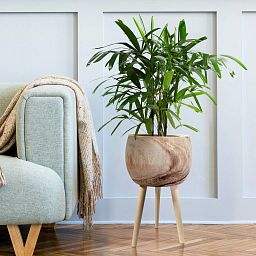HORTICO TREND Wooden House Planter with Legs, Tall Indoor Plant Pot Stand with Waterproof Liner