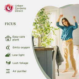 Lush Fiddle Leaf Fig Ficus lyrata Indoor House Plants